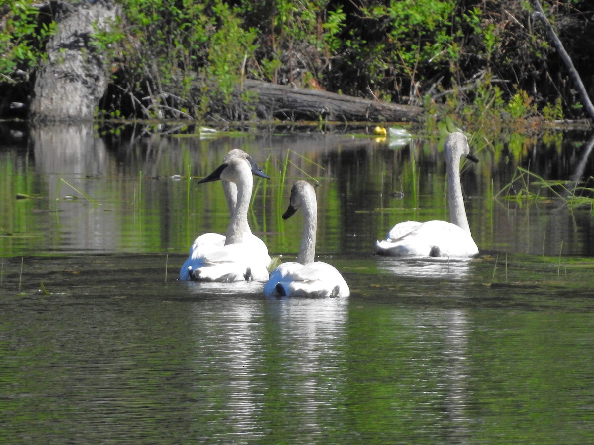 Trumpeter Swan - ML620651525