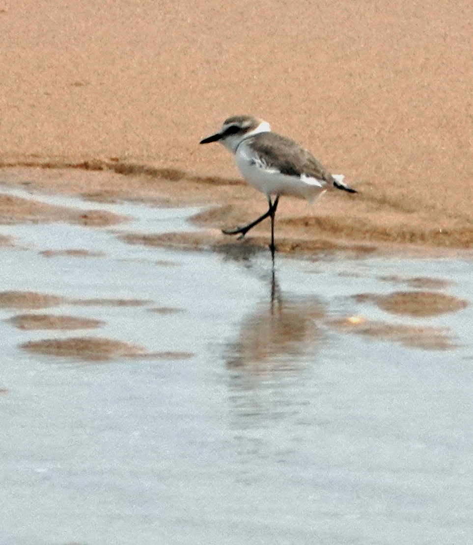 Kentish Plover - ML620651528