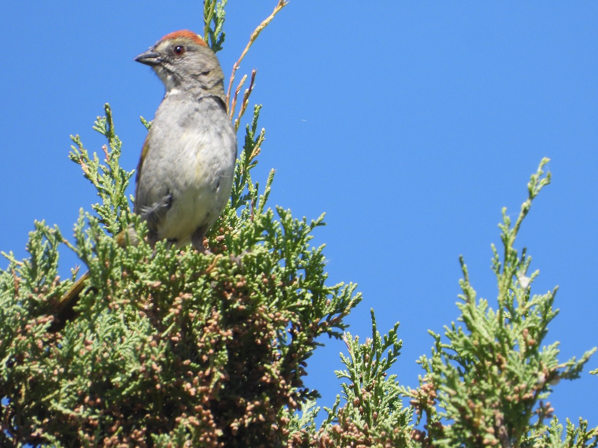 Green-tailed Towhee - ML620651529