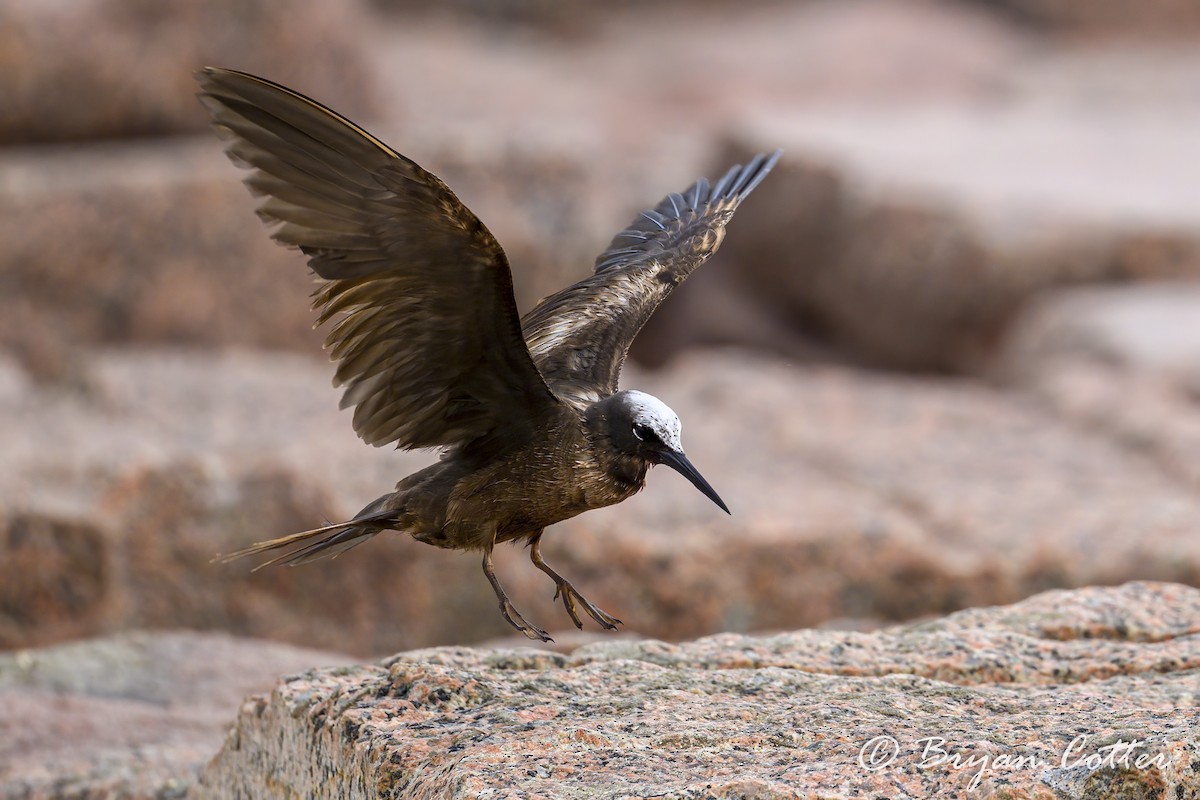 Black Noddy - ML620651530