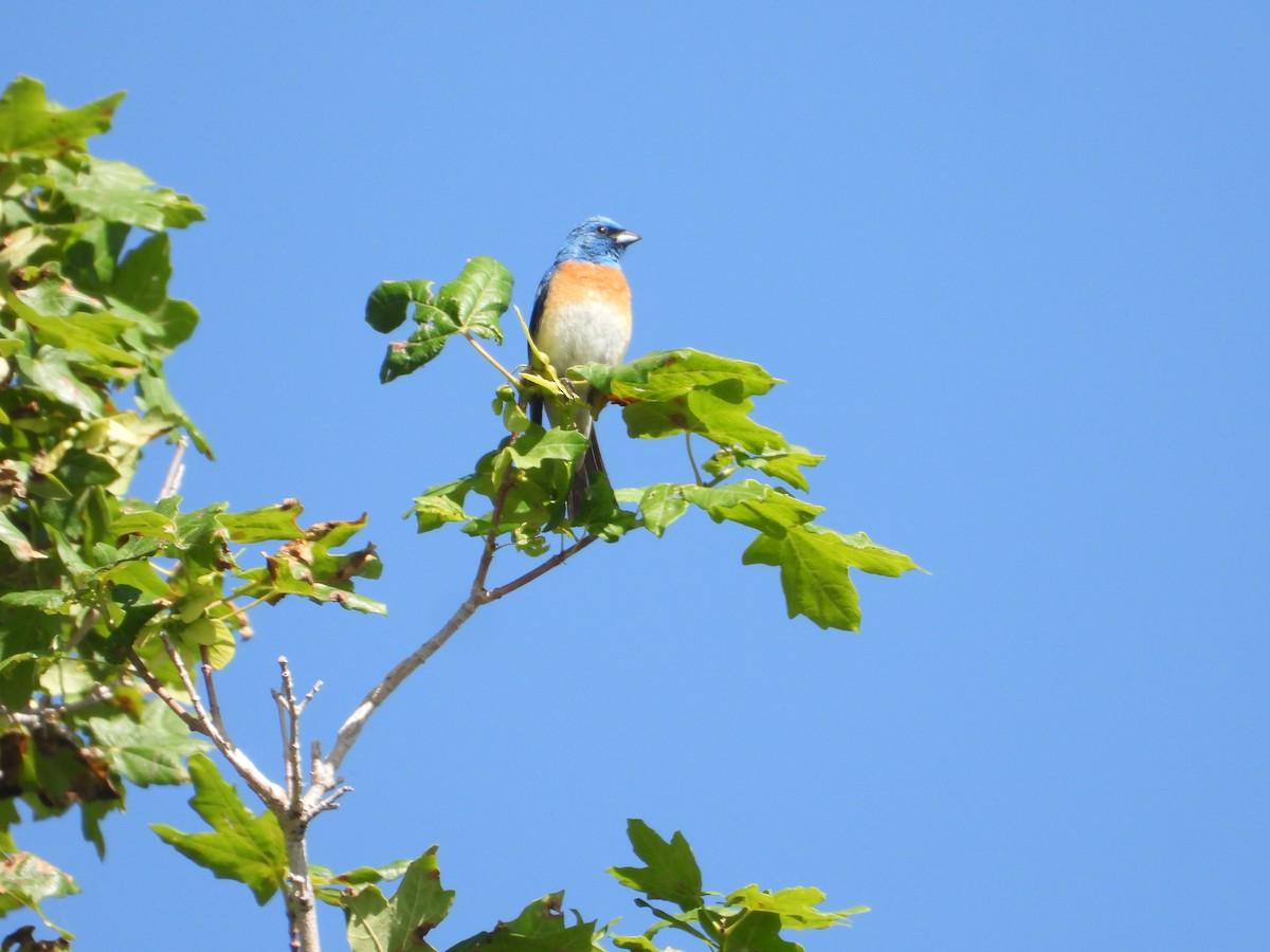 Lazuli Bunting - ML620651531