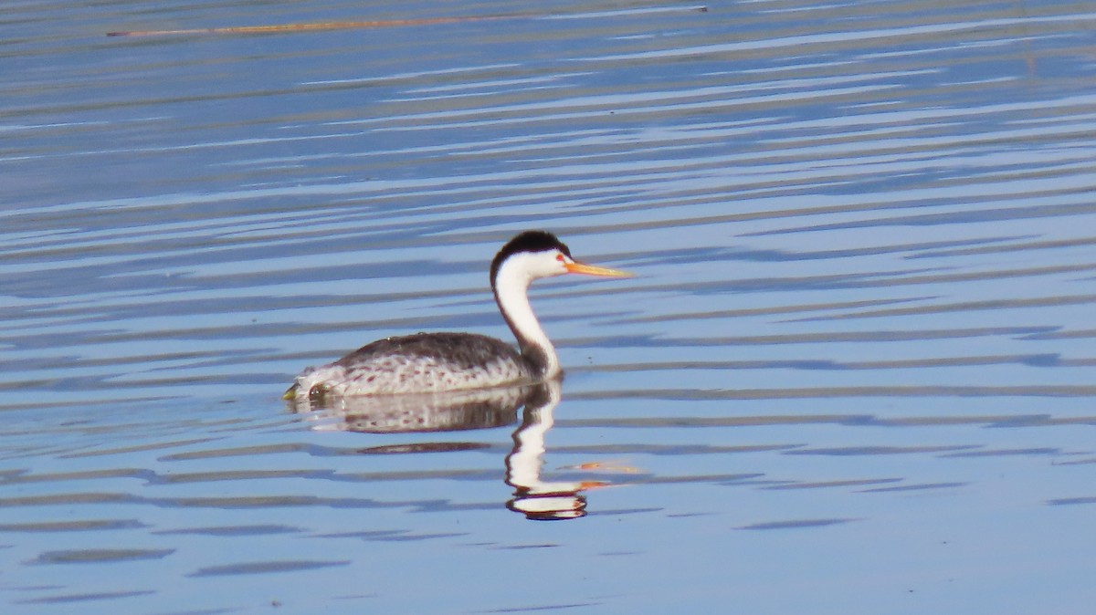 Clark's Grebe - ML620651532