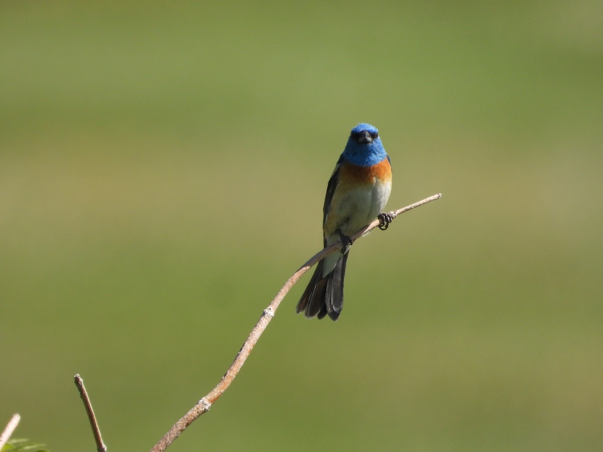 Lazuli Bunting - ML620651533