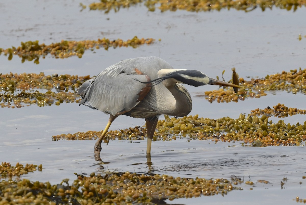 Great Blue Heron - ML620651534