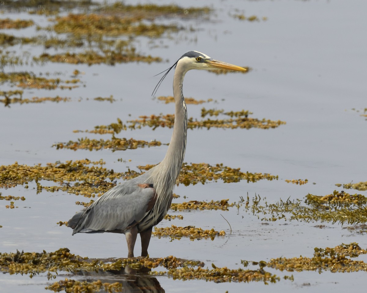 Great Blue Heron - ML620651535