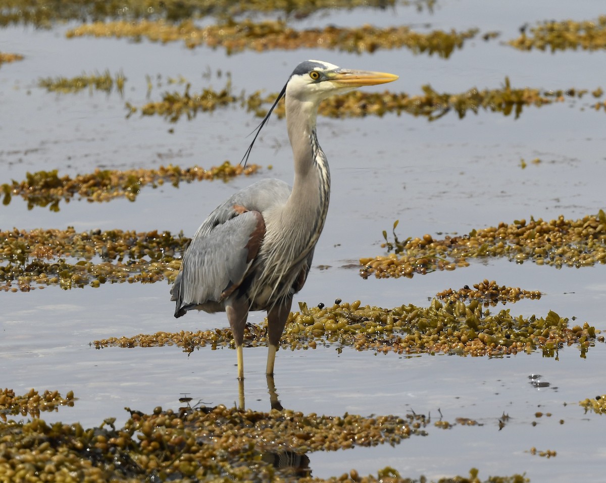 Great Blue Heron - ML620651536