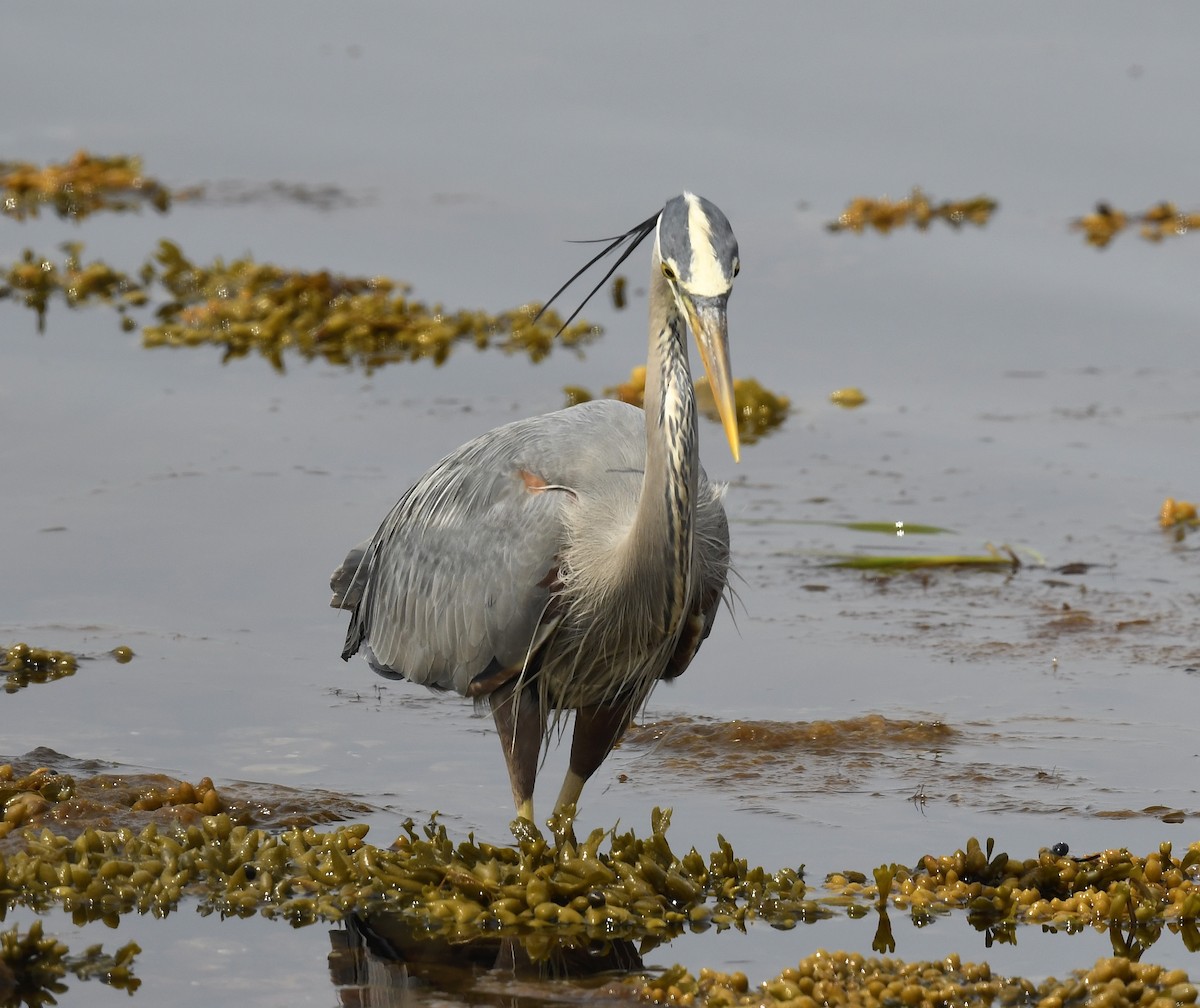 Great Blue Heron - ML620651537