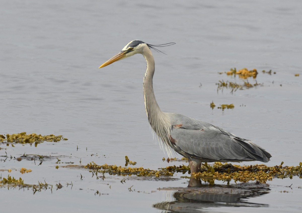 Great Blue Heron - ML620651539