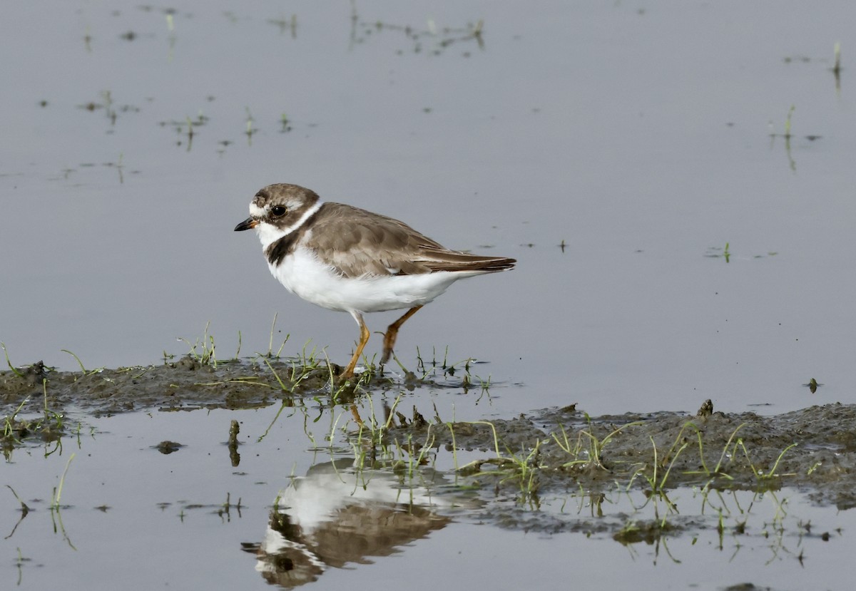 Semipalmated Plover - ML620651541