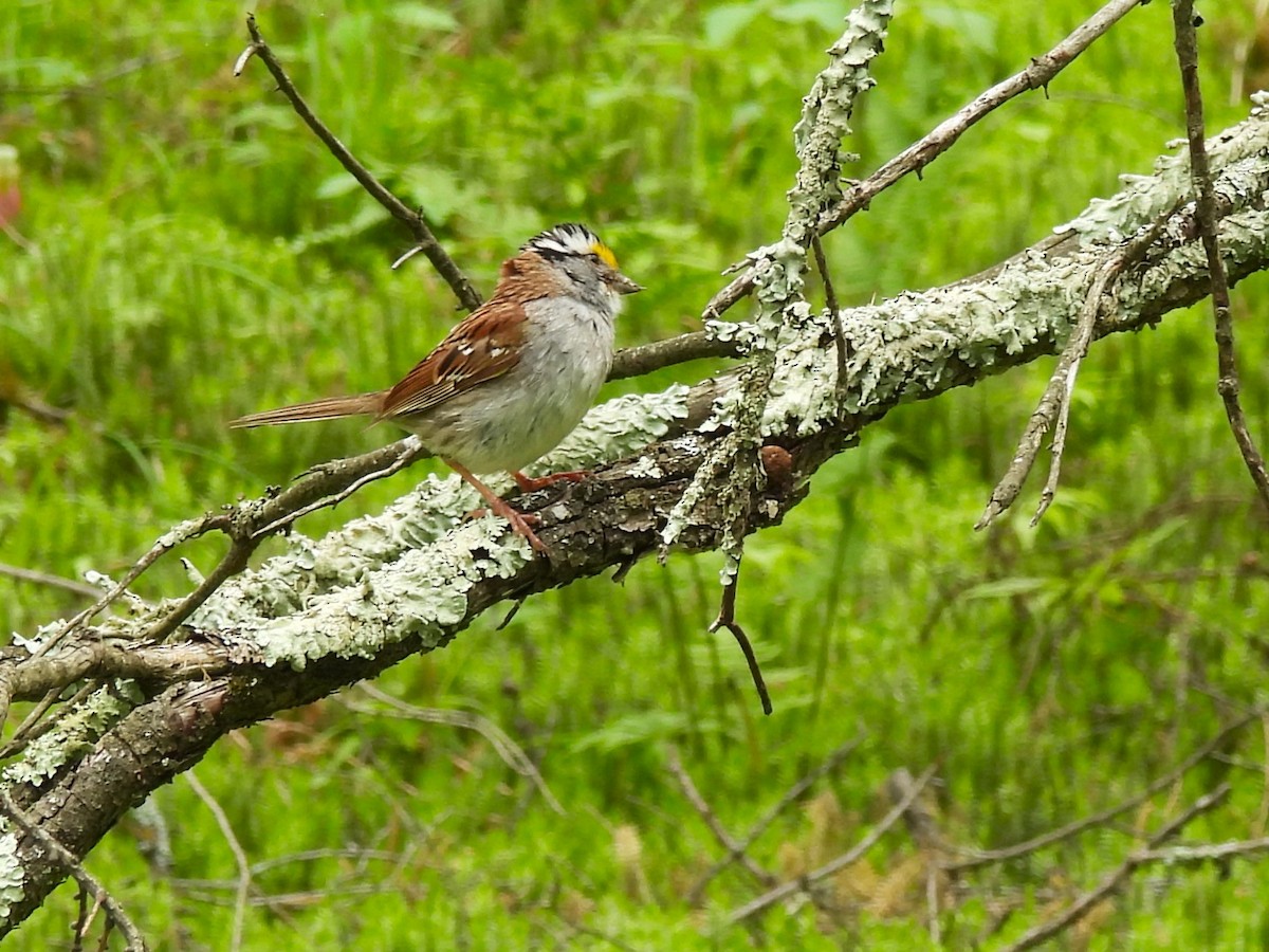 White-throated Sparrow - ML620651544
