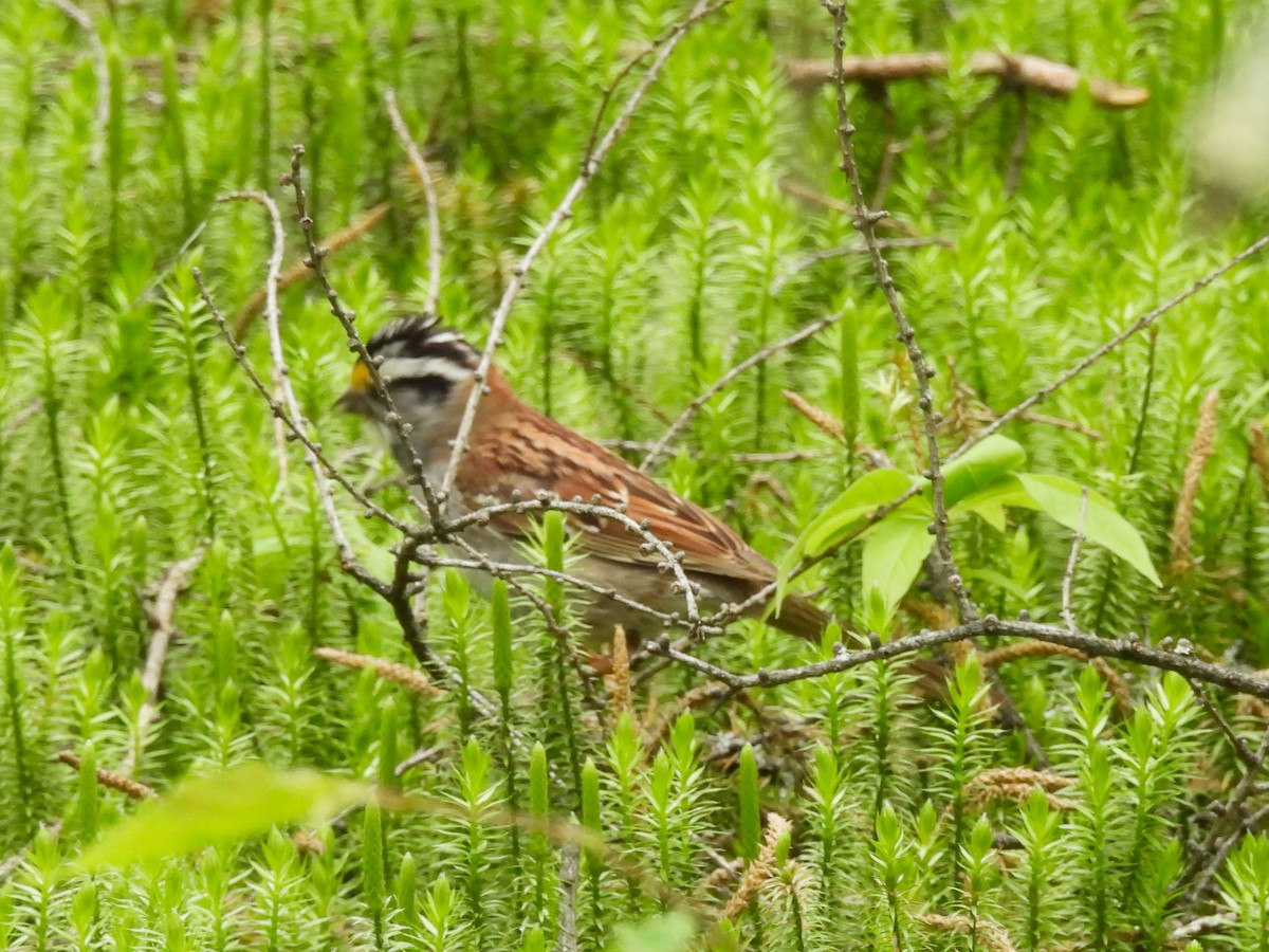 White-throated Sparrow - ML620651545