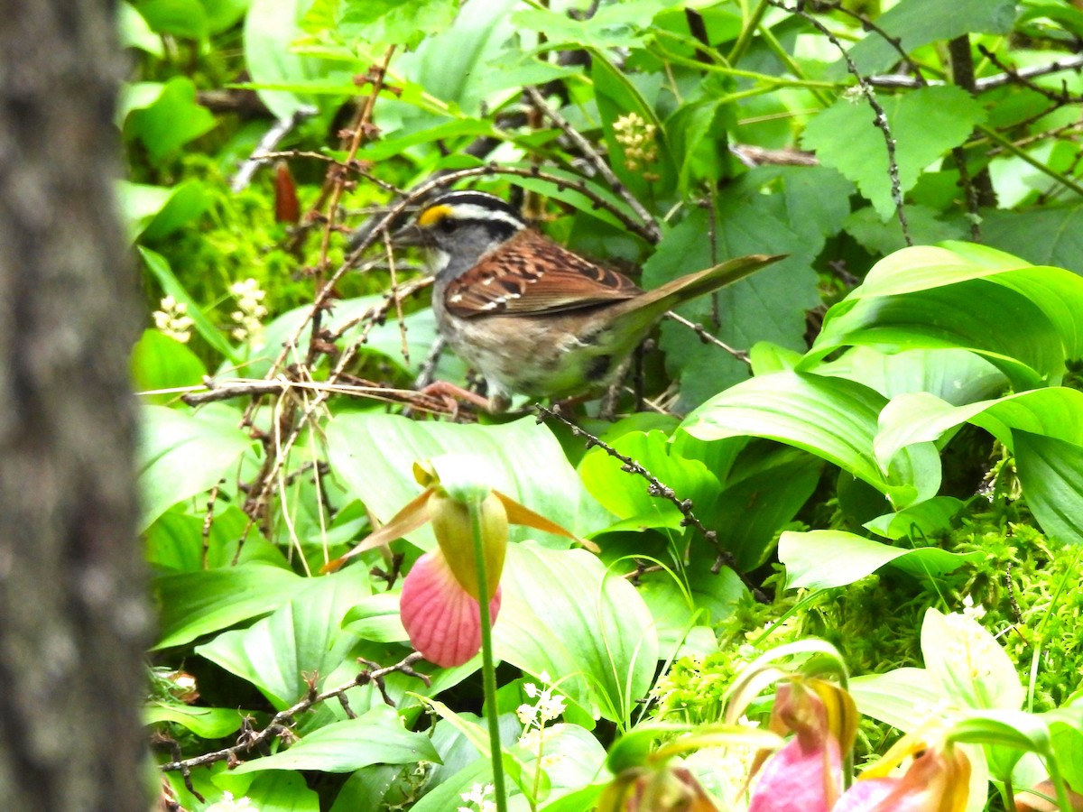 White-throated Sparrow - ML620651546