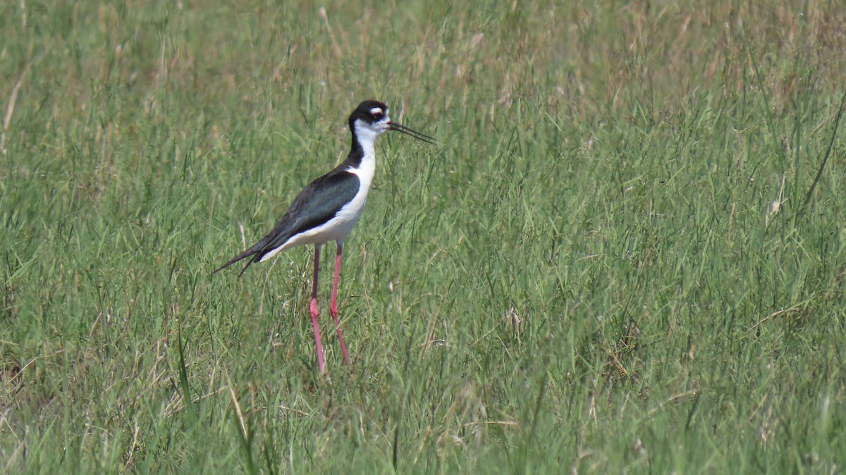 Cigüeñuela Cuellinegra - ML620651547