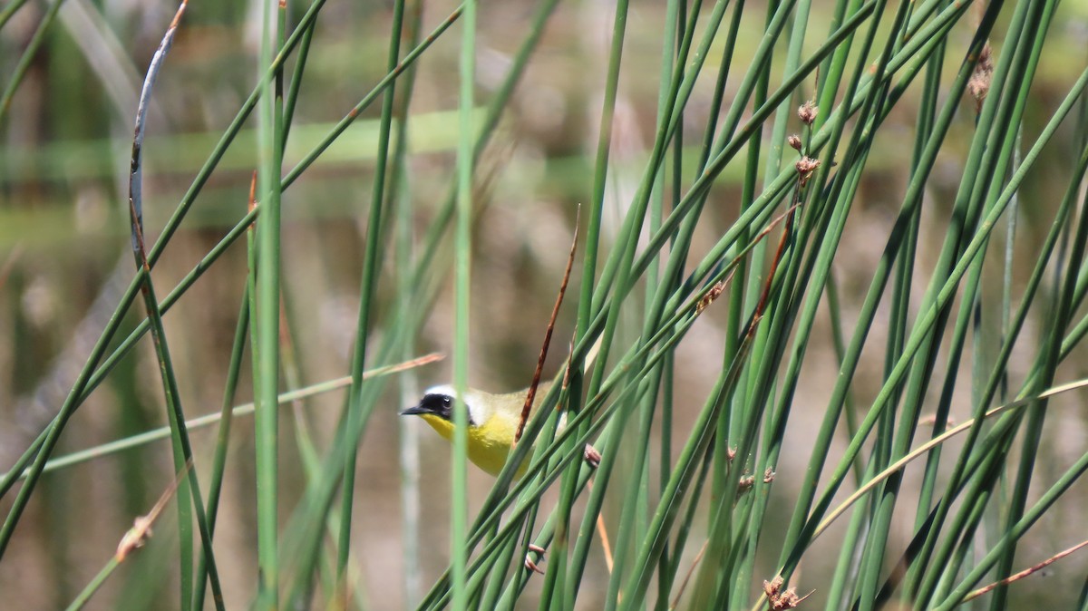 Paruline masquée - ML620651550