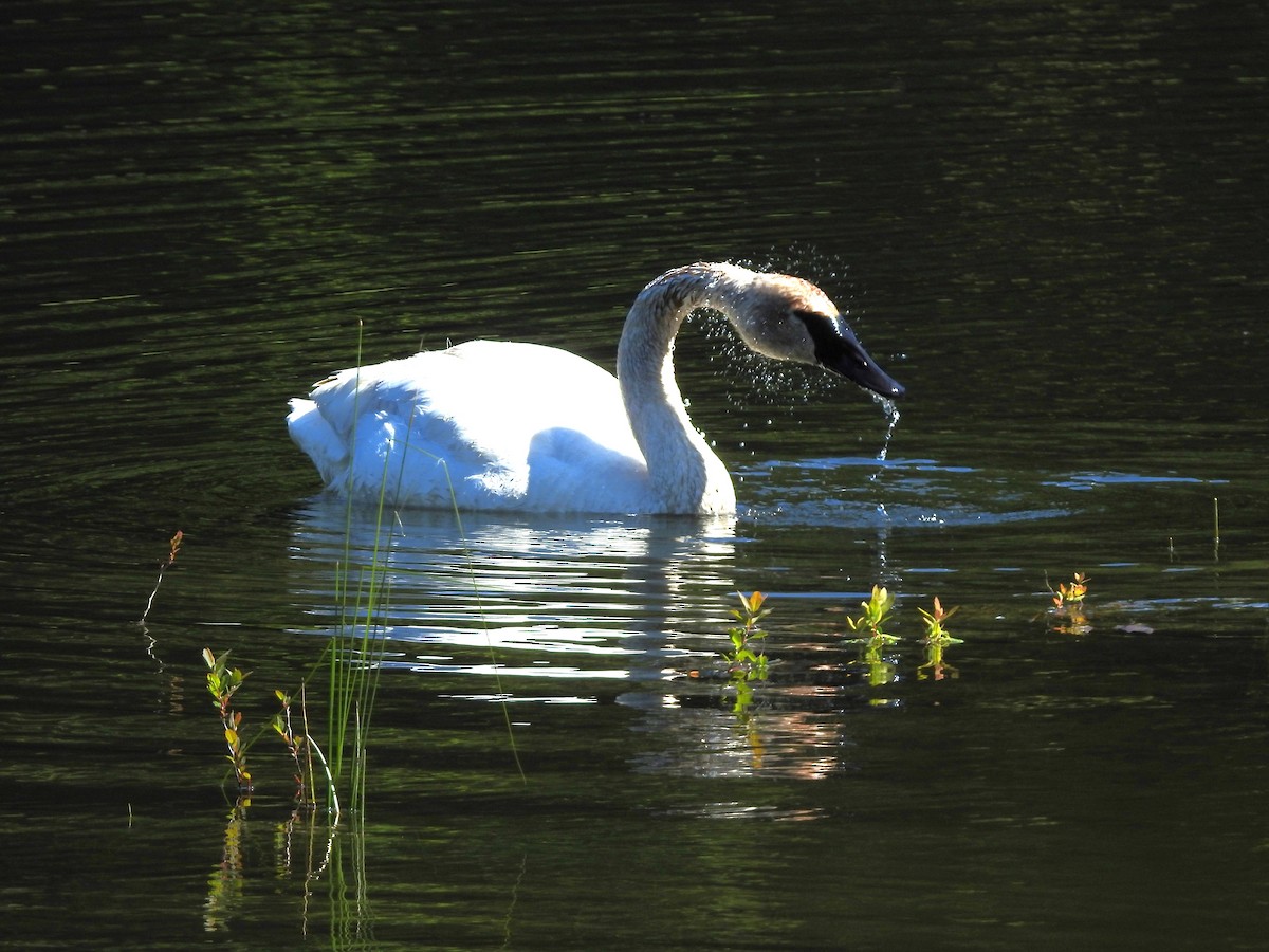 Trumpeter Swan - ML620651556