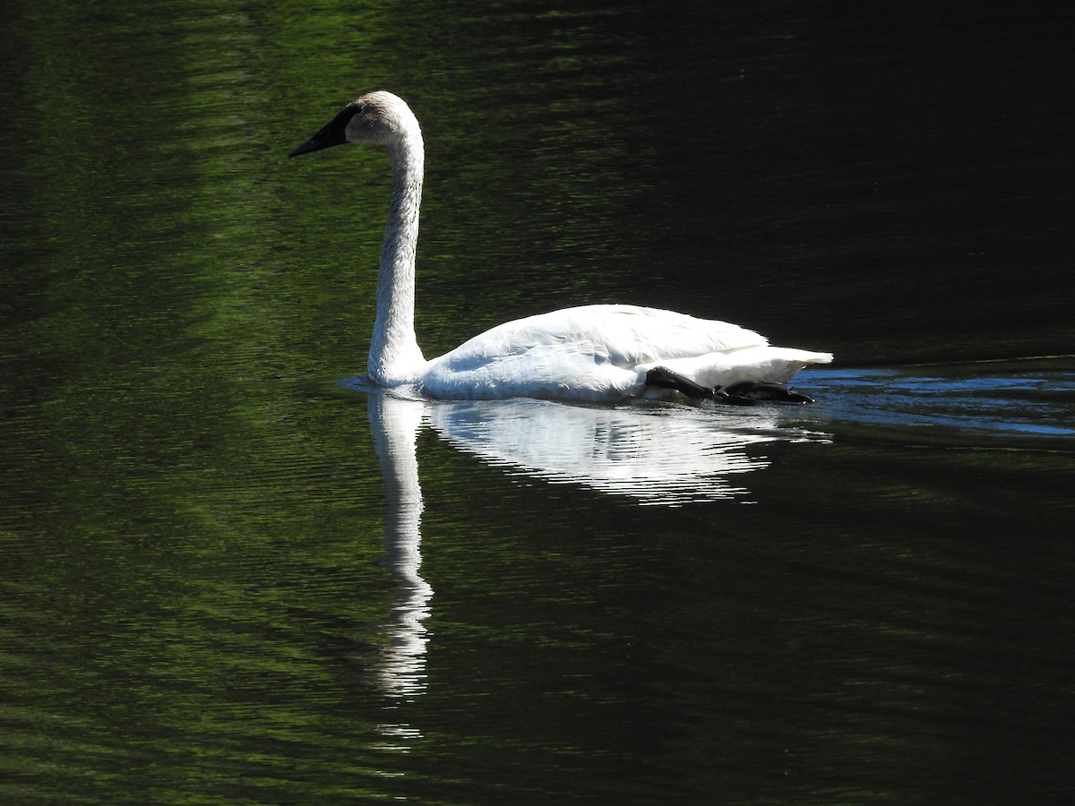 Trumpeter Swan - ML620651558