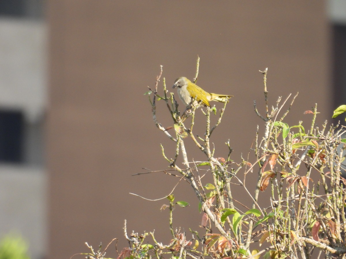 Buff-throated Saltator - ML620651559