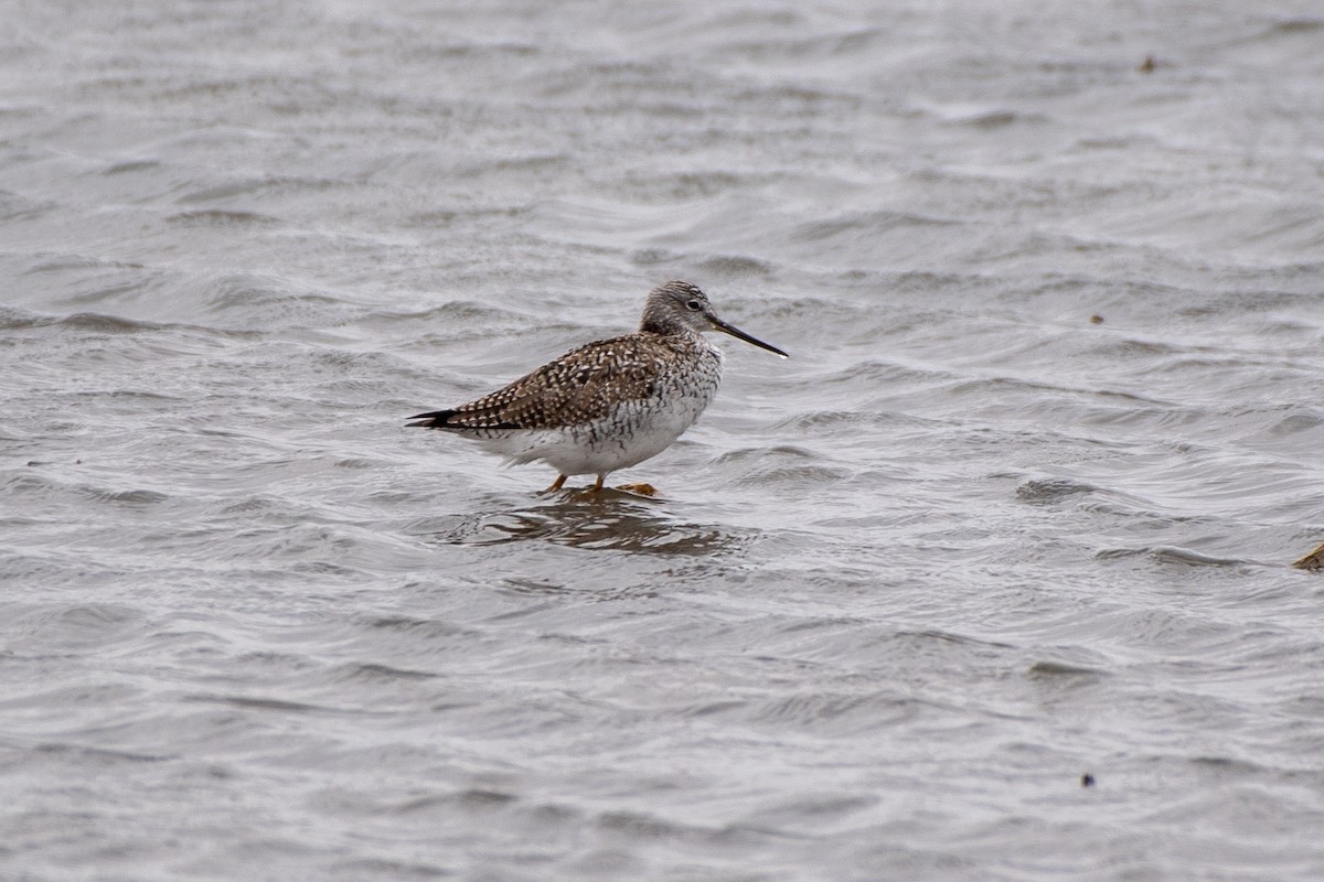 Greater Yellowlegs - ML620651561