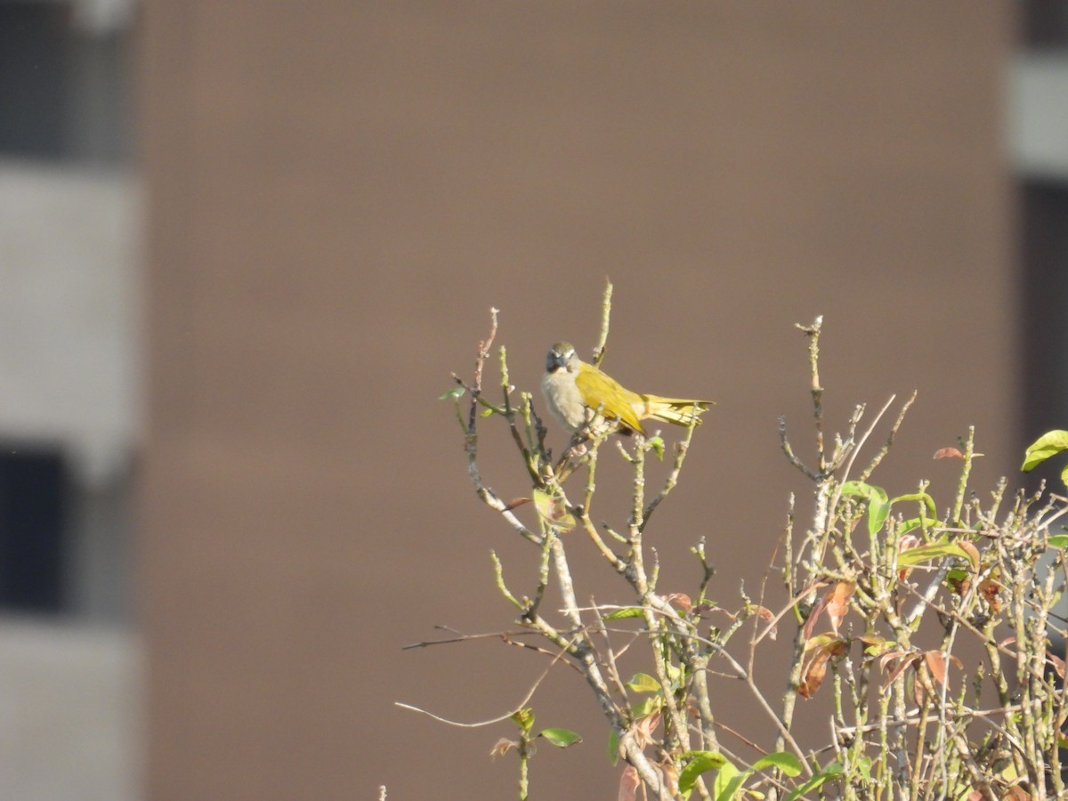 Buff-throated Saltator - ML620651566