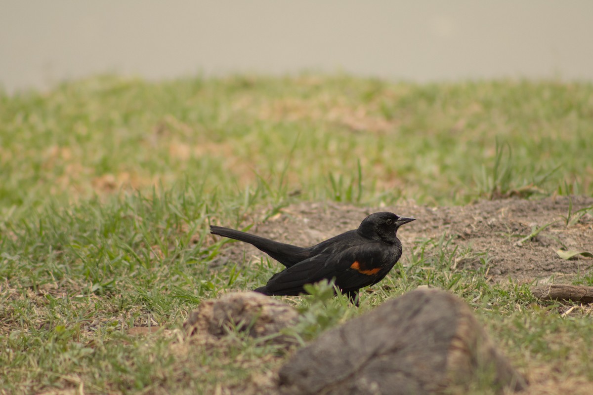 Red-winged Blackbird - ML620651567