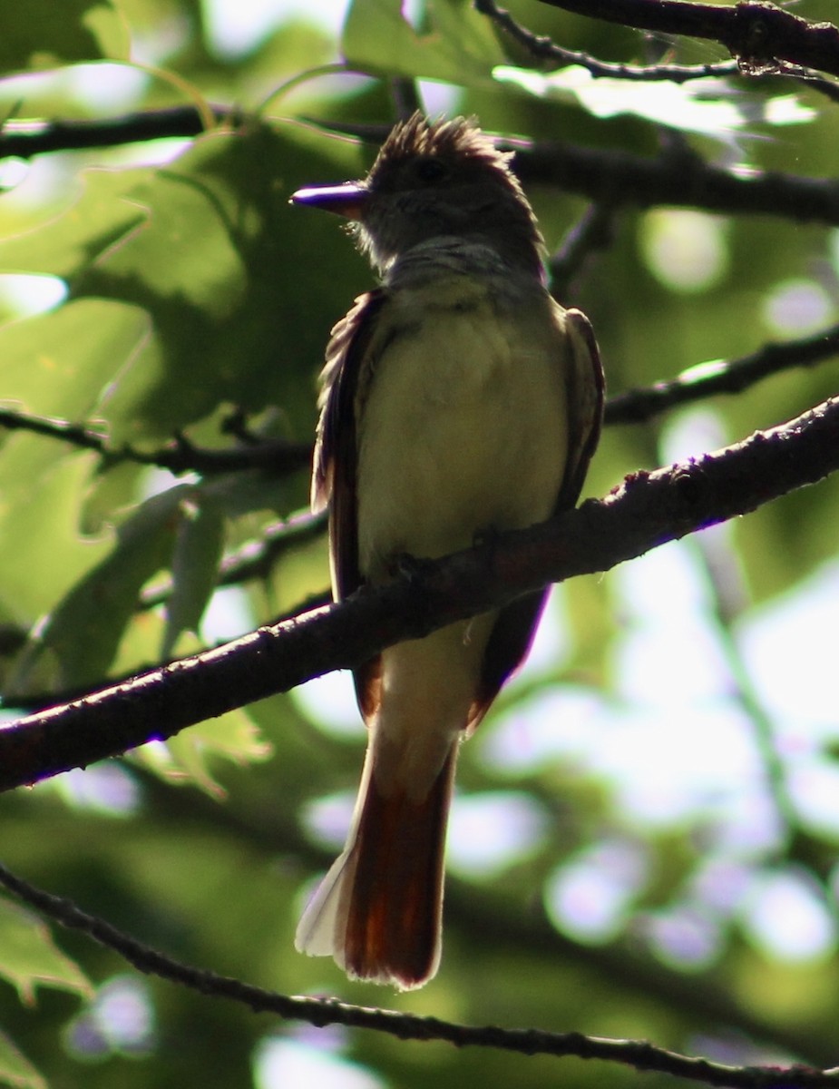 Great Crested Flycatcher - ML620651568