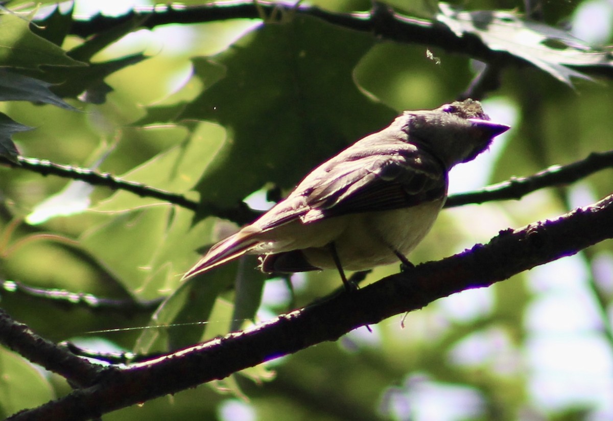 Great Crested Flycatcher - Brian Danforth