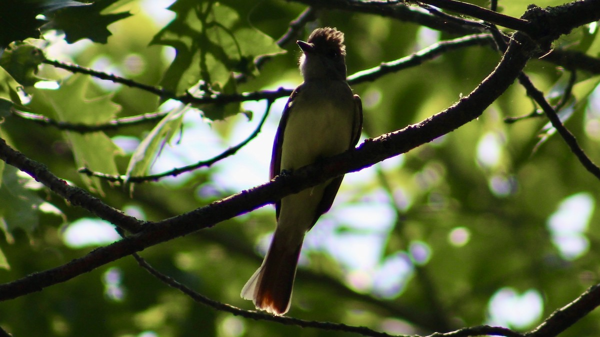 Great Crested Flycatcher - ML620651571