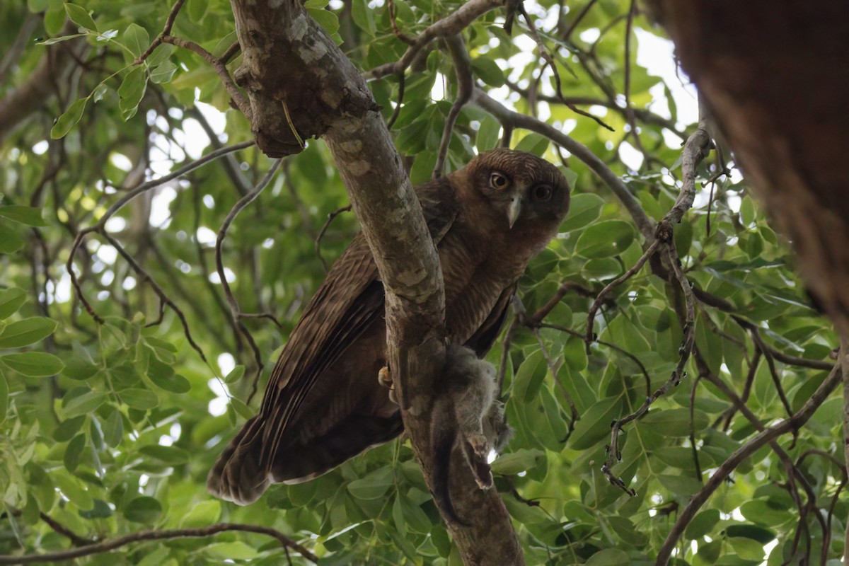 Rufous Owl - ML620651573