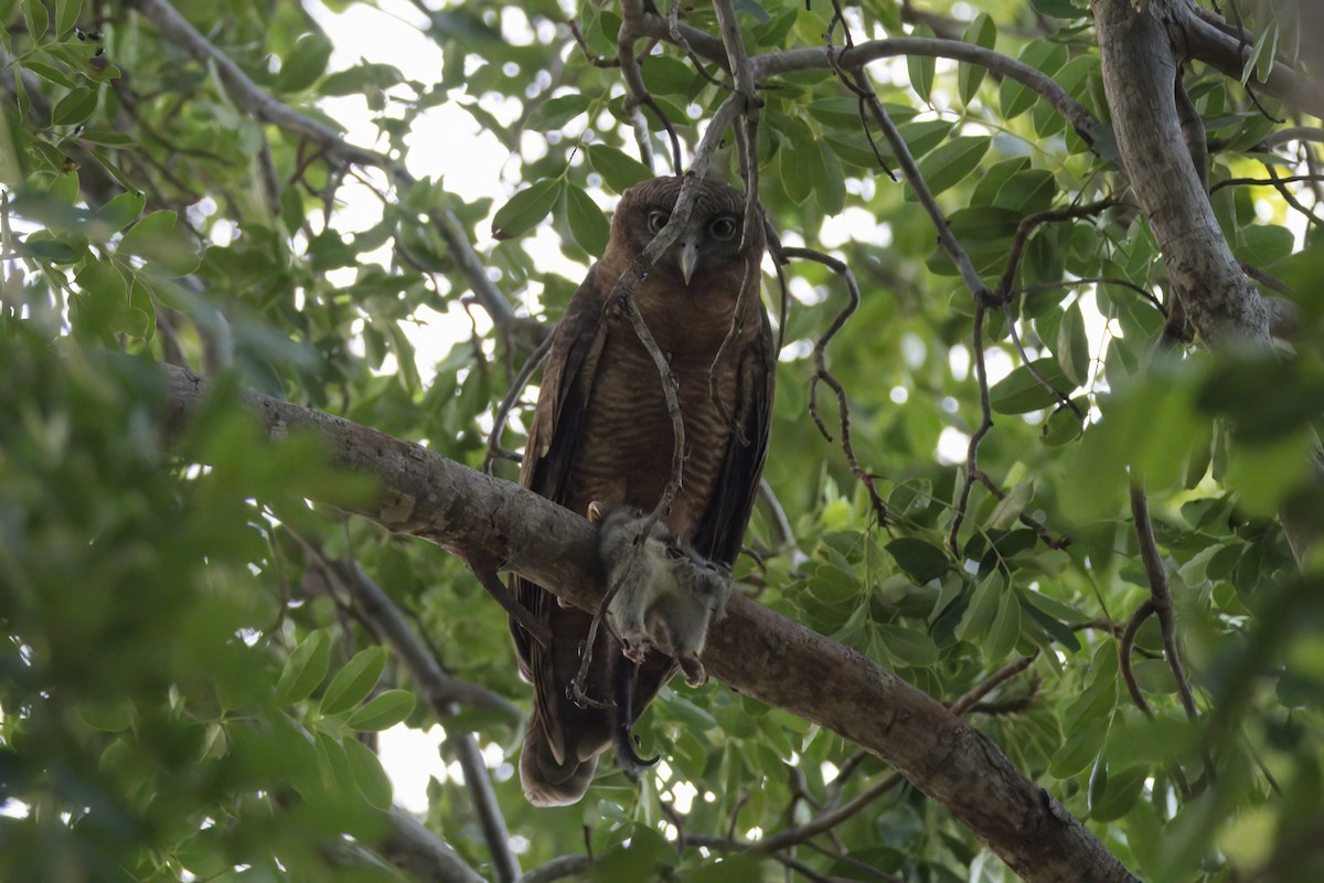 Rufous Owl - ML620651574