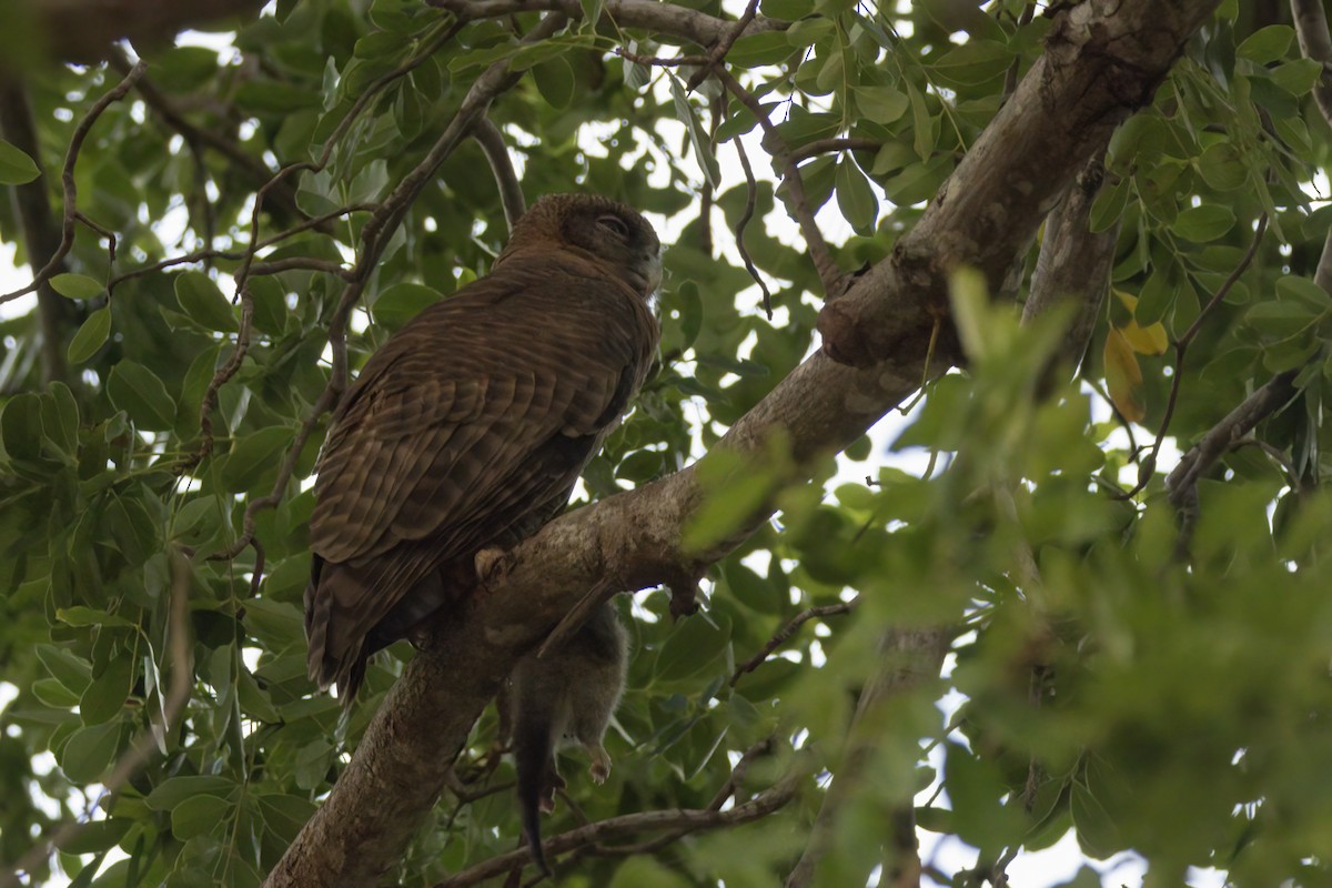 Rufous Owl - ML620651575