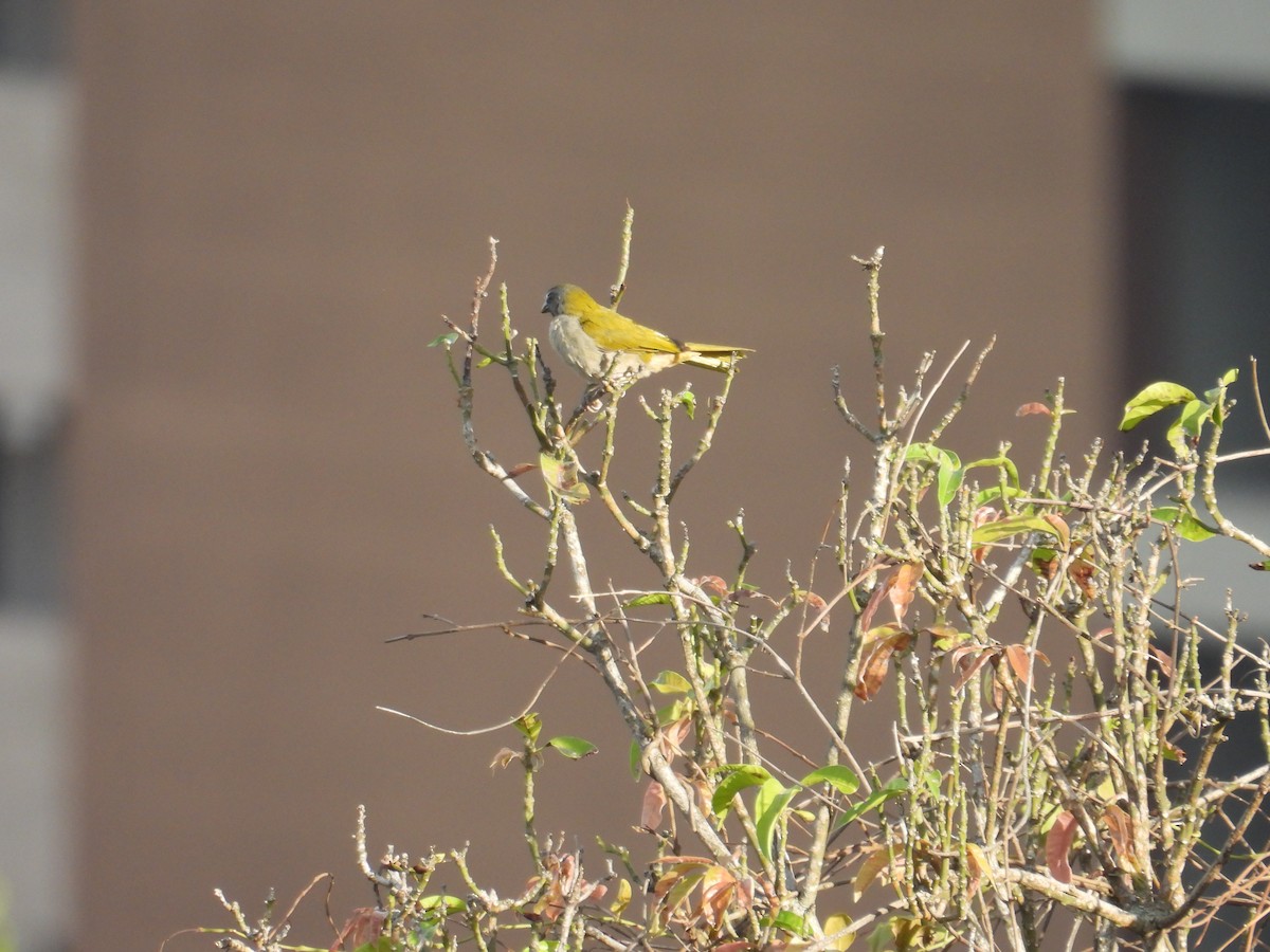 Buff-throated Saltator - ML620651576