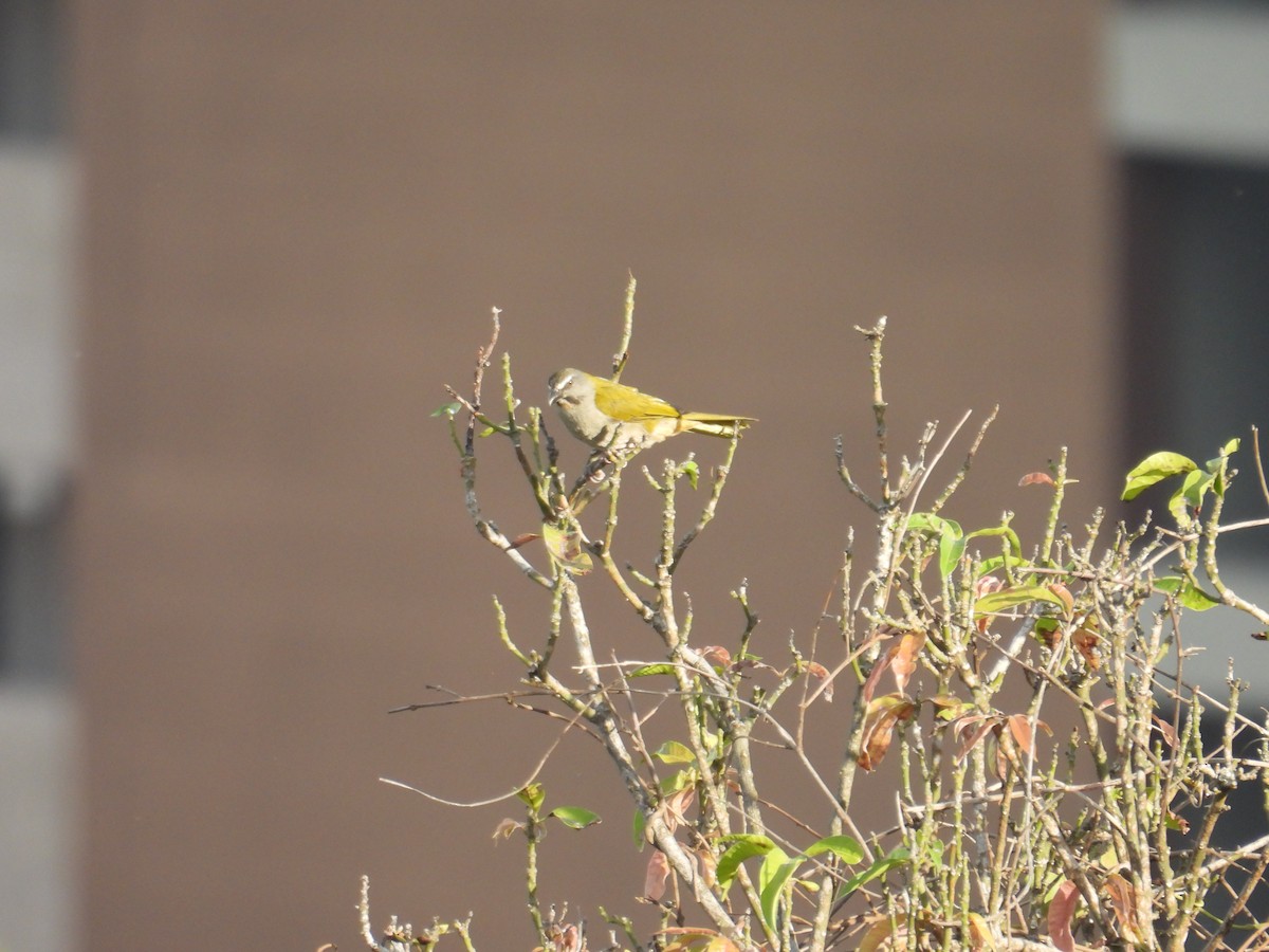 Buff-throated Saltator - ML620651578