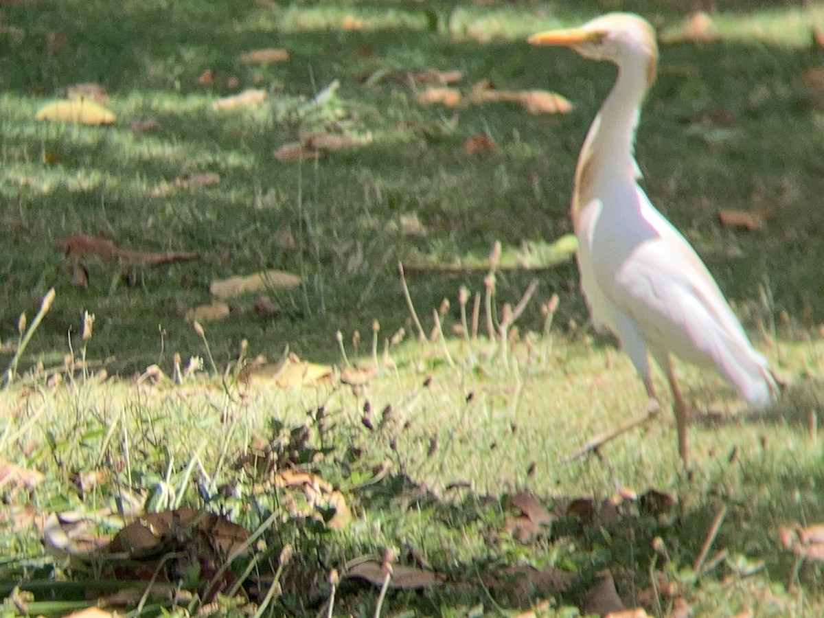 Western Cattle Egret - ML620651580