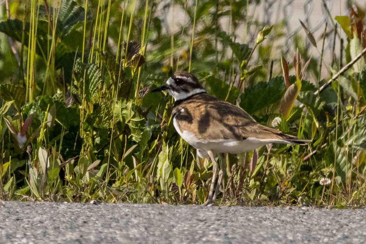 Killdeer - ML620651583