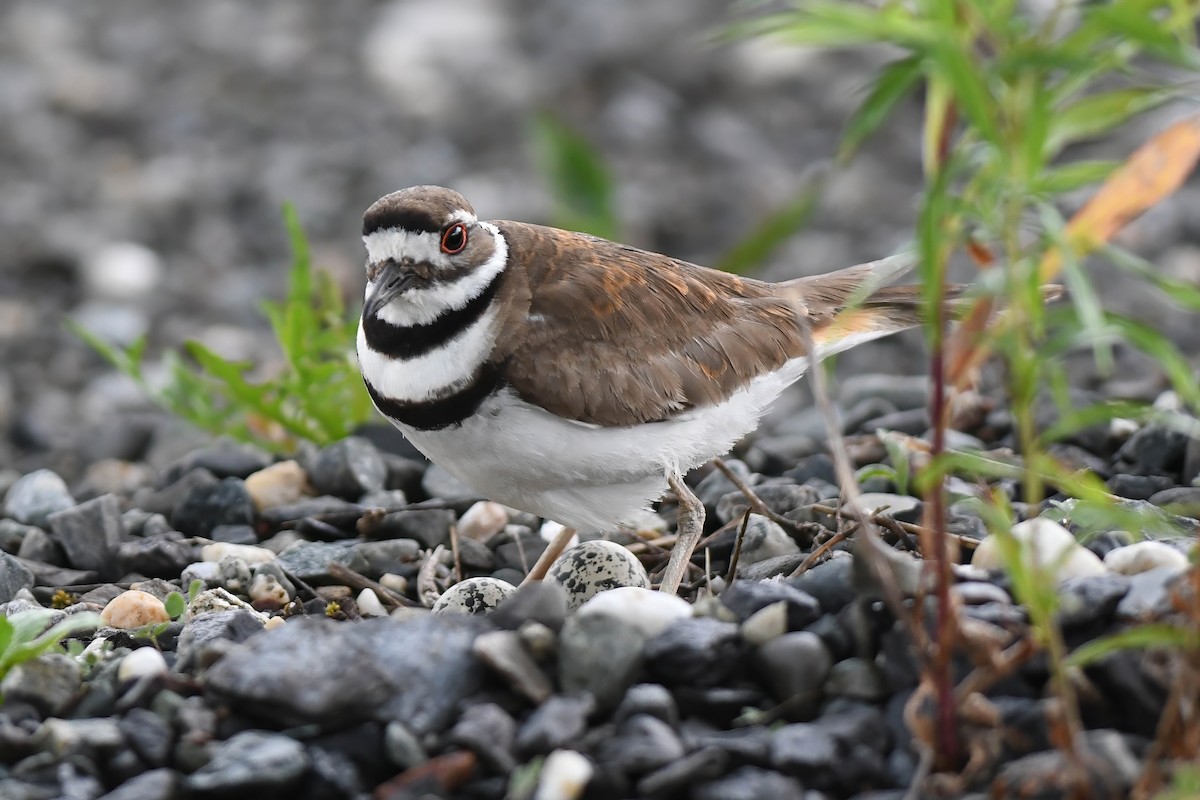 Killdeer - ML620651585