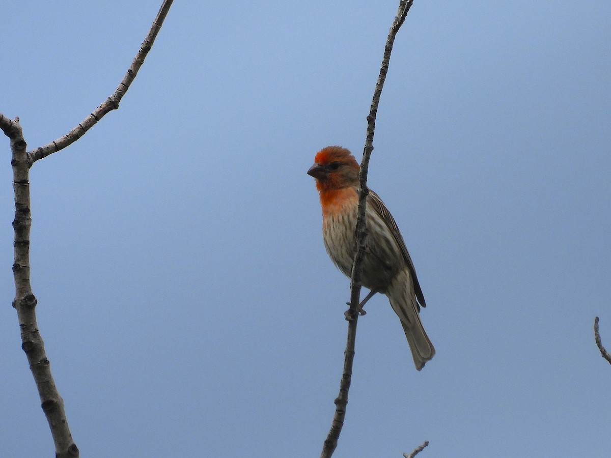 House Finch - ML620651593