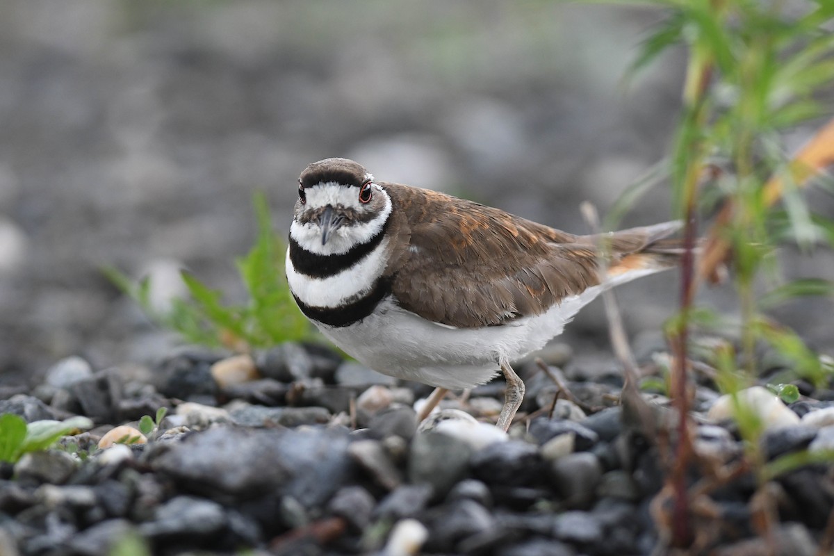 Killdeer - ML620651597