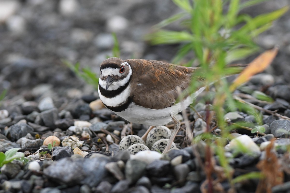 Killdeer - ML620651606