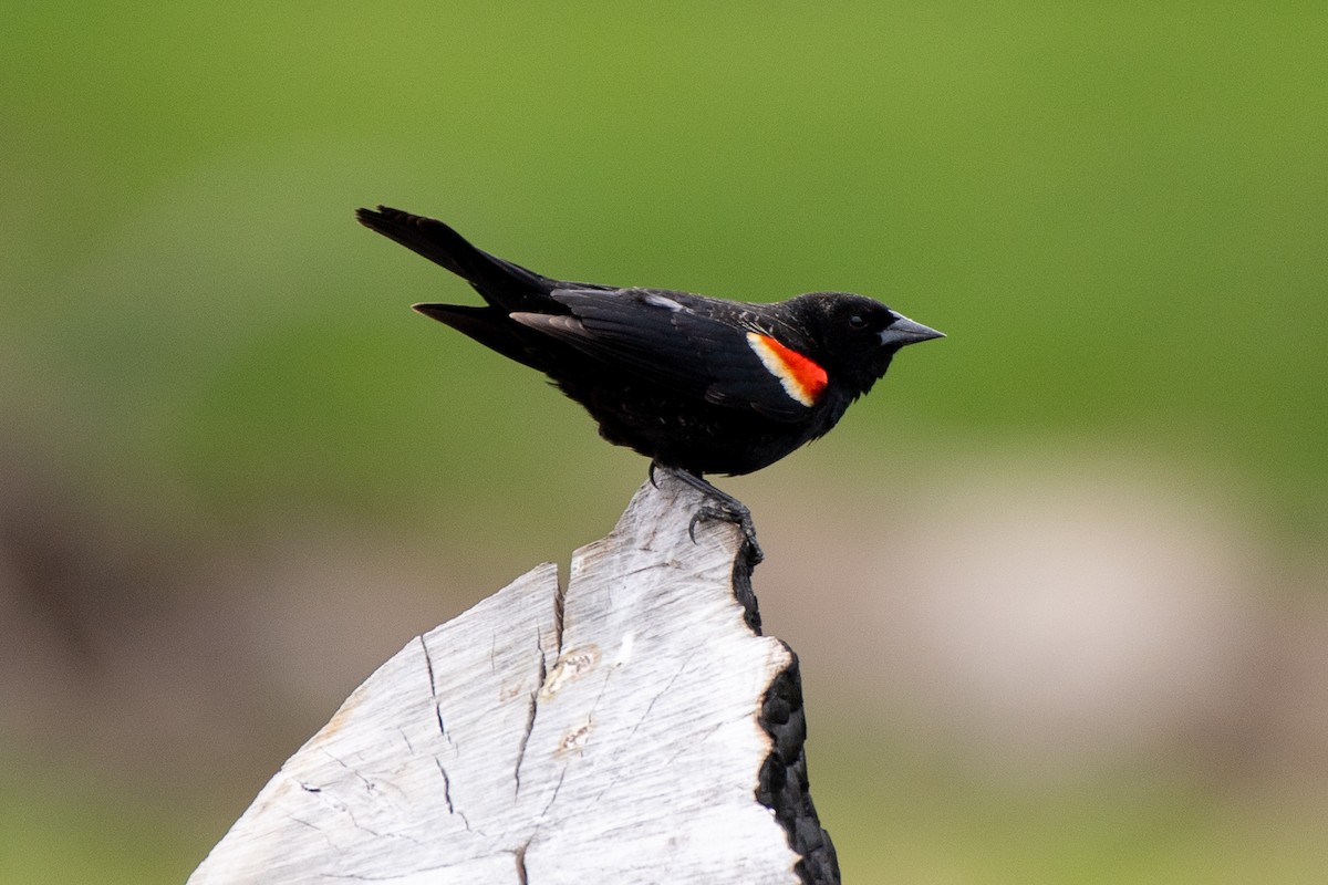 Red-winged Blackbird (Red-winged) - ML620651609