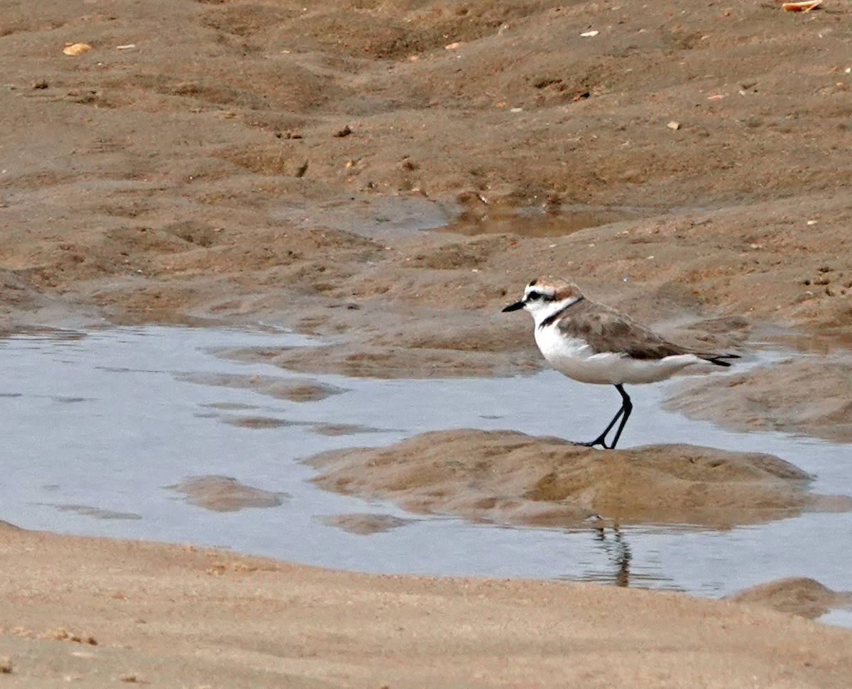 Kentish Plover - ML620651617