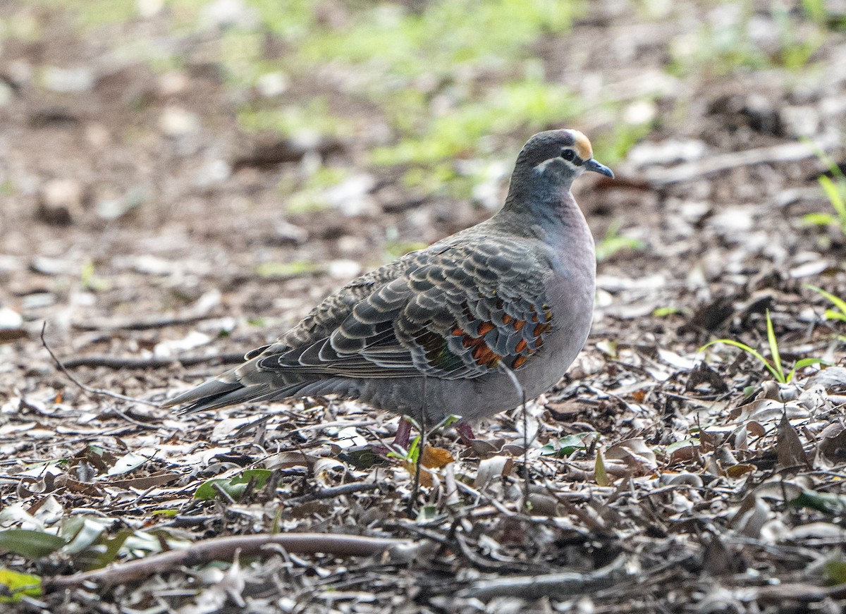 Common Bronzewing - ML620651619