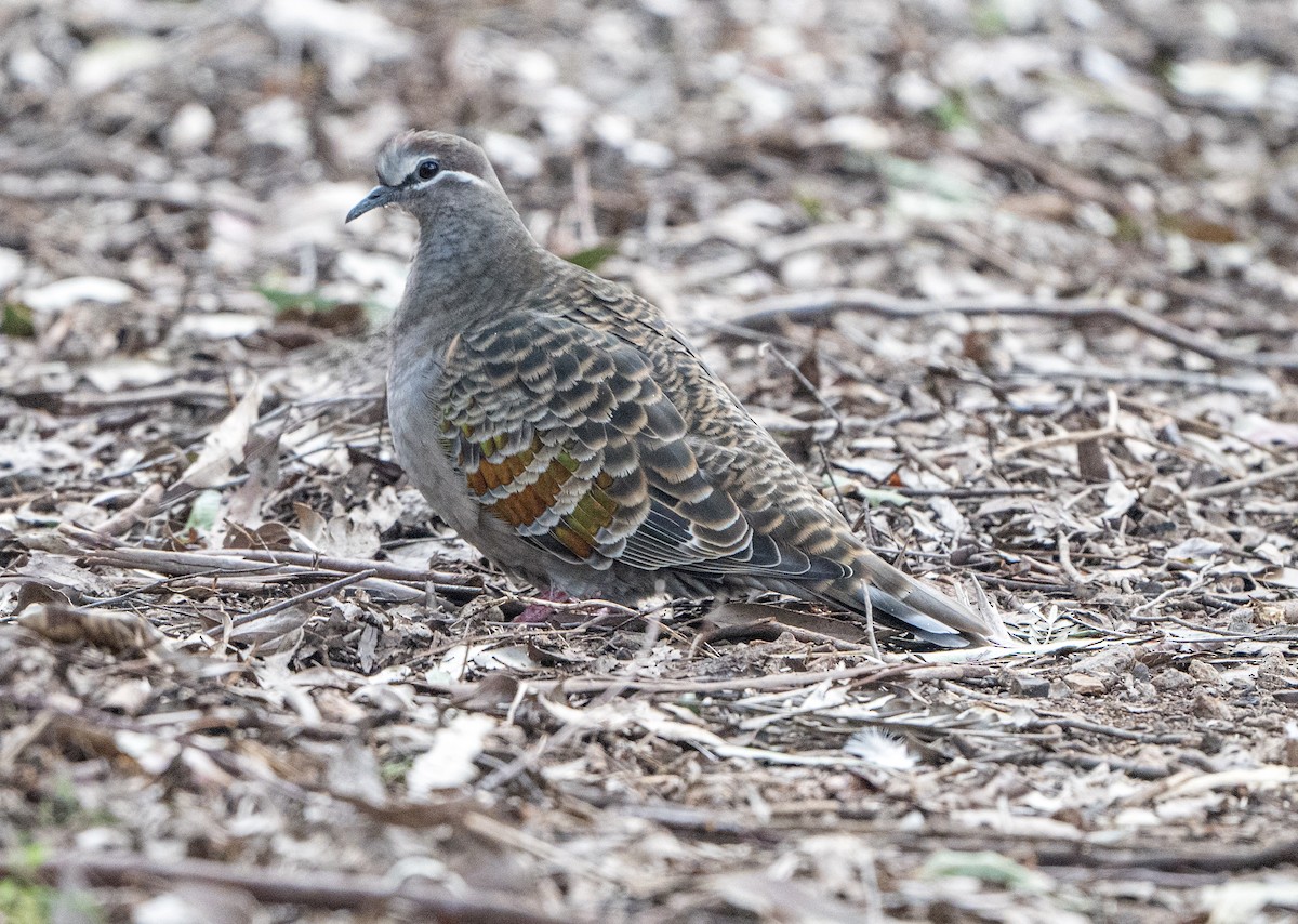 Common Bronzewing - ML620651620