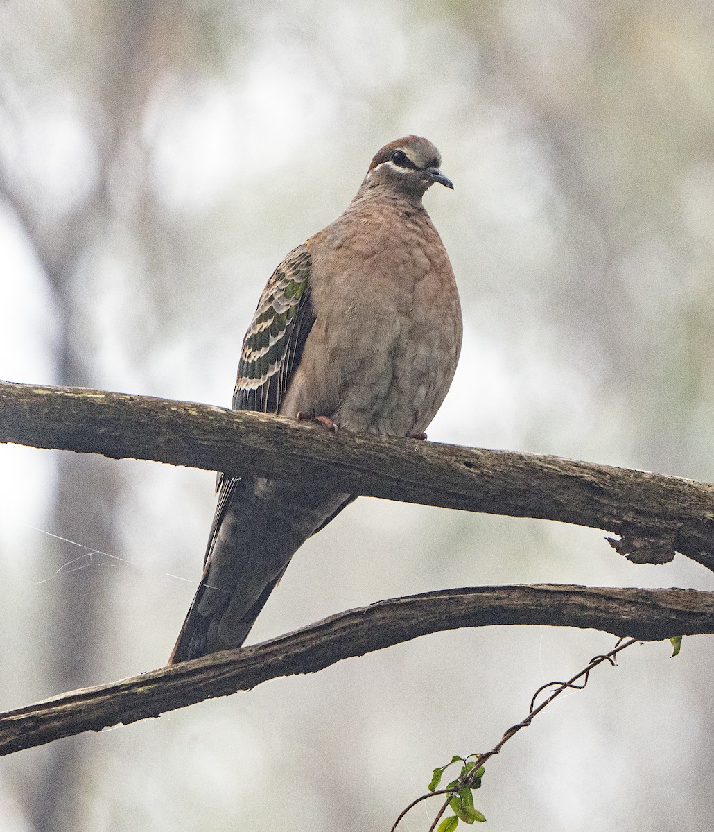 Common Bronzewing - David Carson