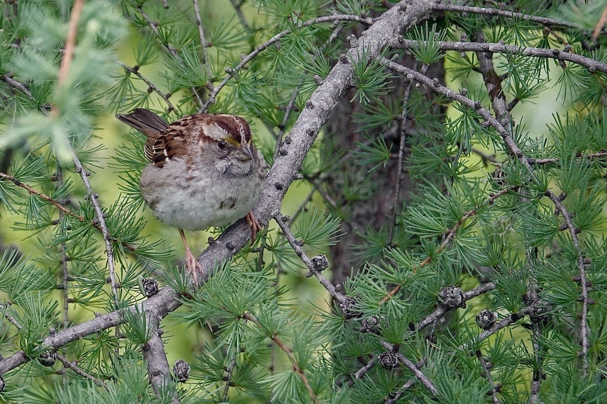 White-throated Sparrow - ML620651625