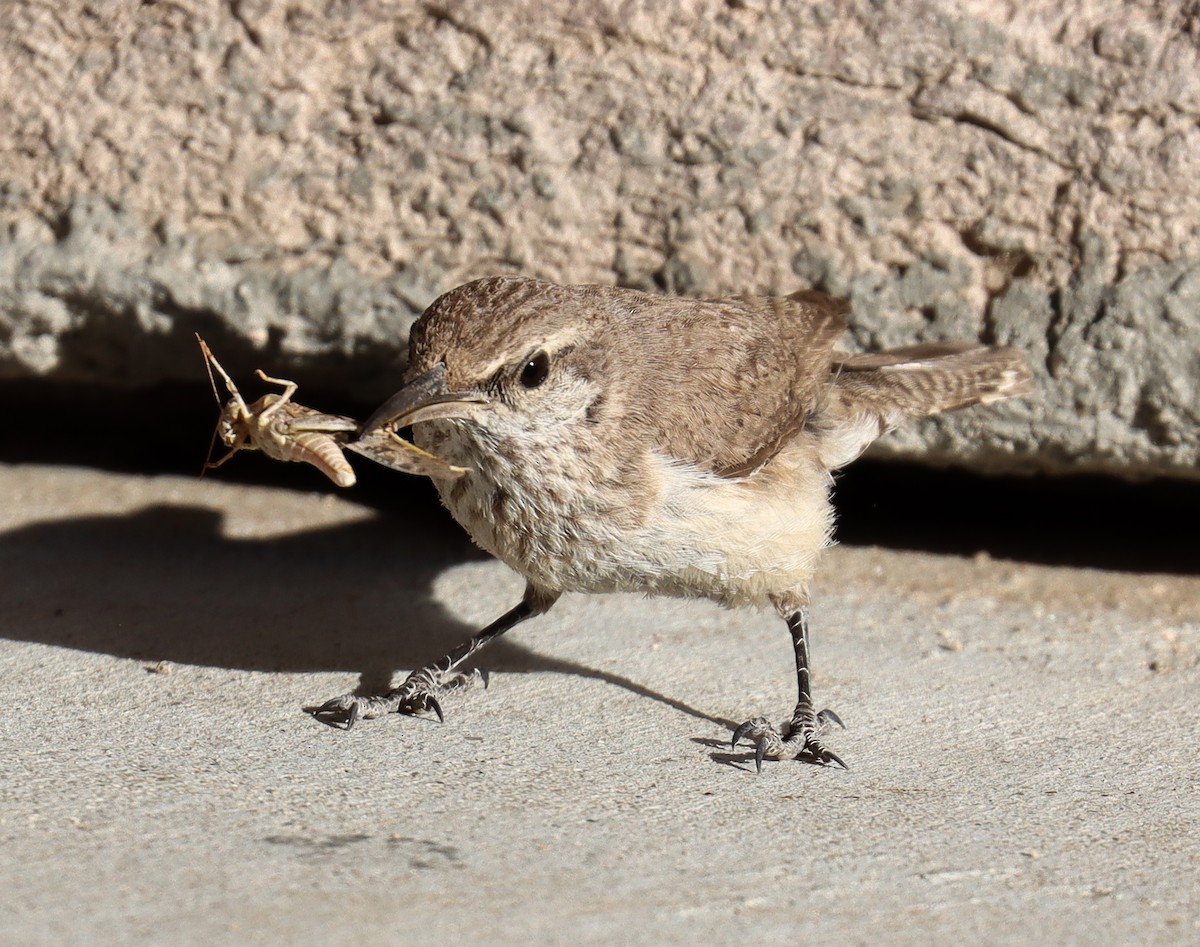 Rock Wren - ML620651626