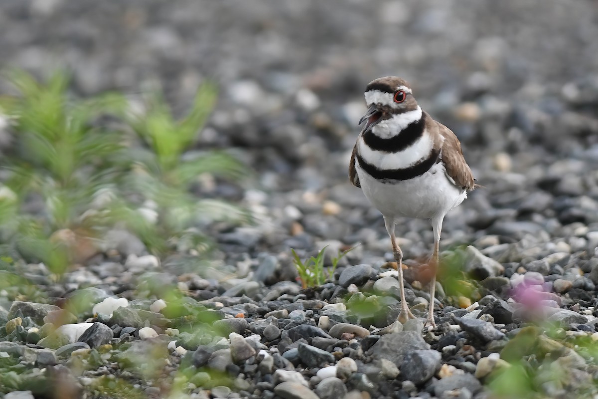 Killdeer - ML620651627