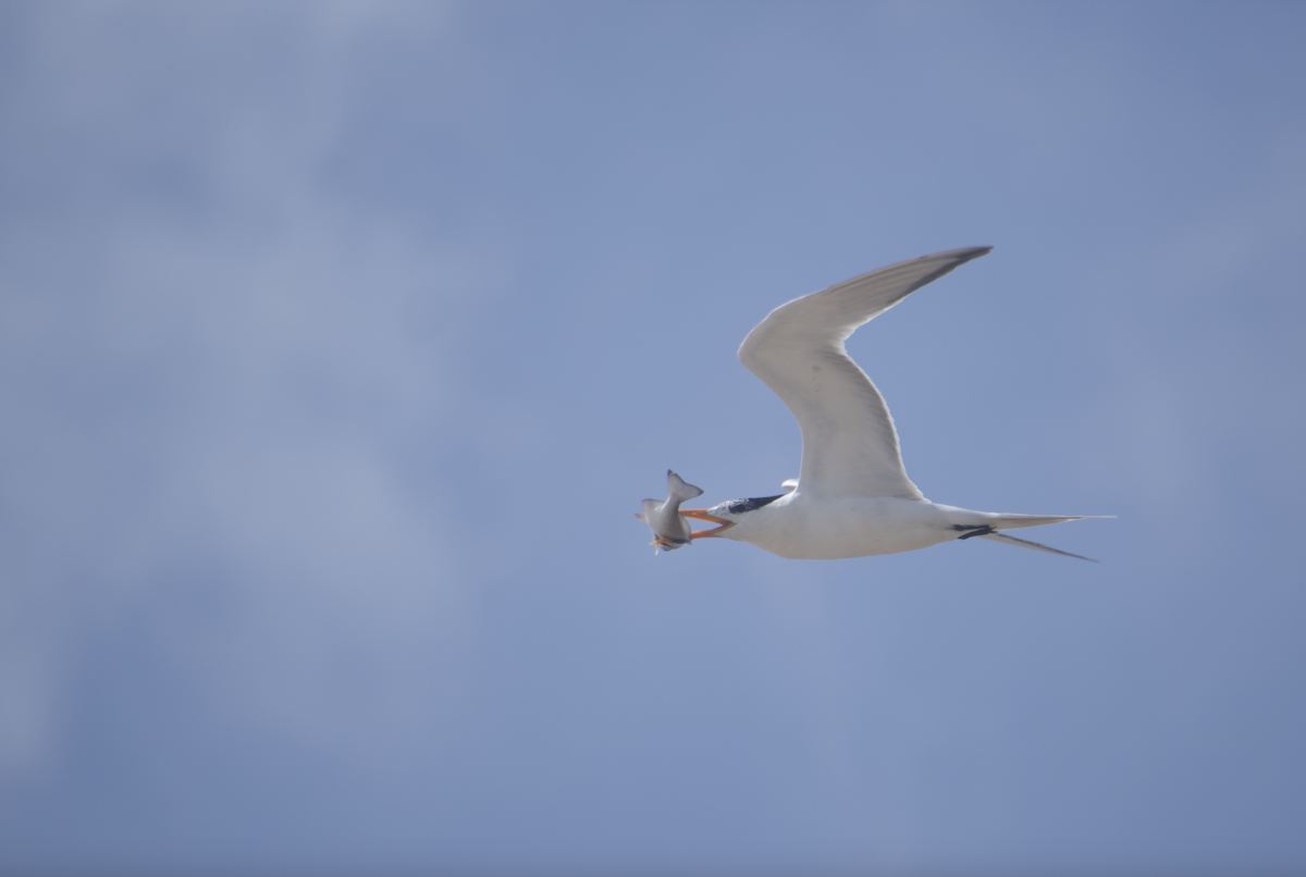 Royal Tern - ML620651629