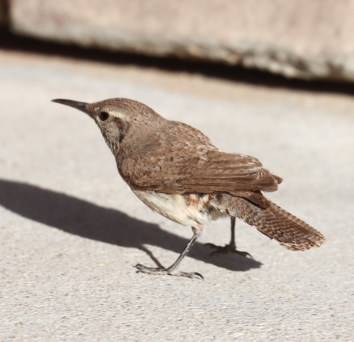 Rock Wren - ML620651630