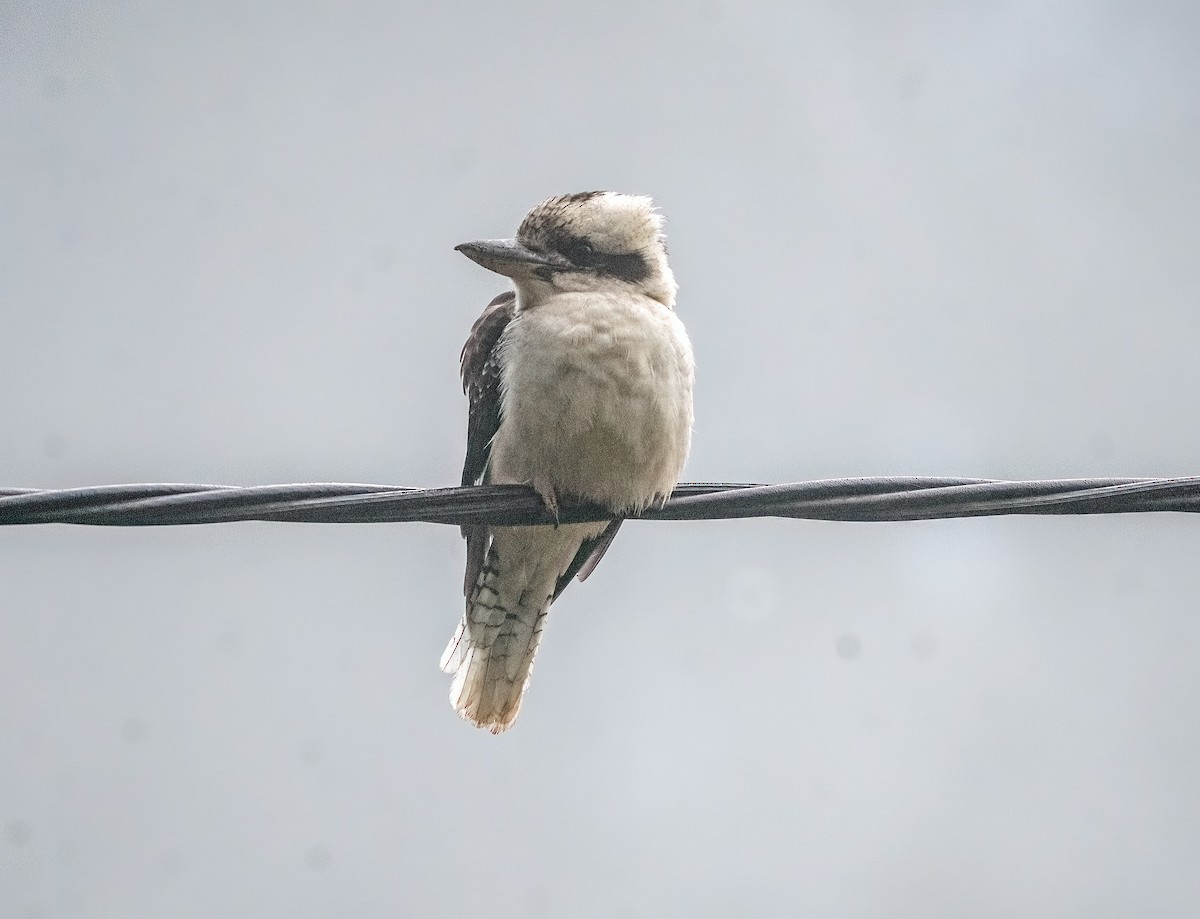 Laughing Kookaburra - ML620651631