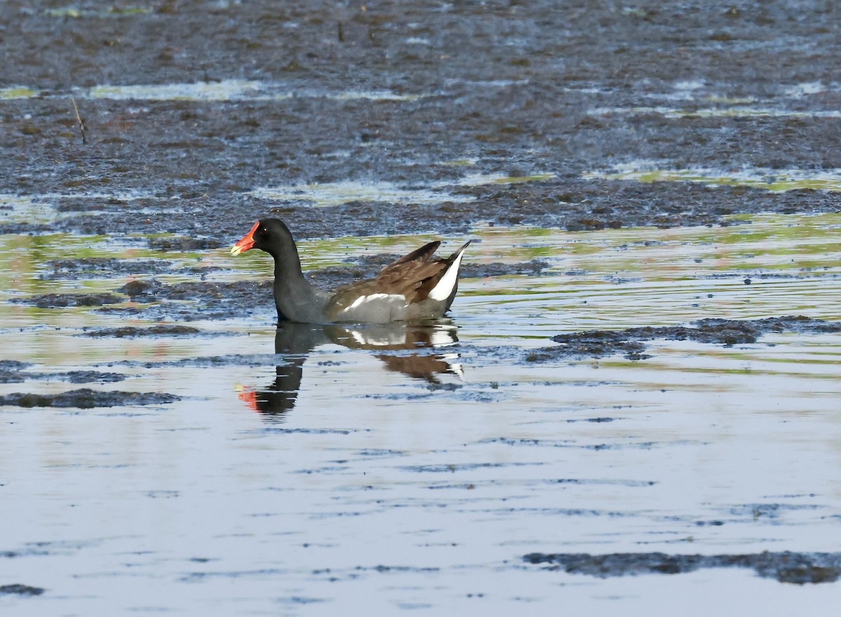 Common Gallinule - ML620651633